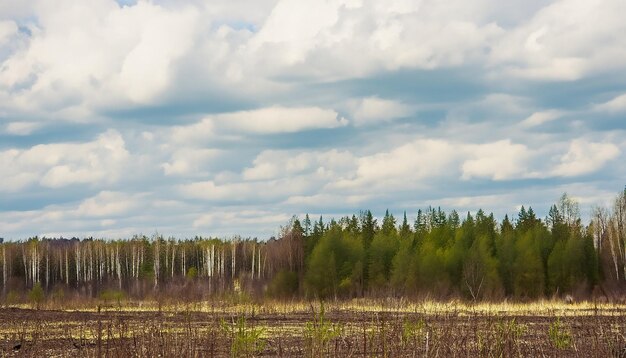 Paisaje de bosque natural de primavera con cielo nublado Rusia Enfoque selectivo