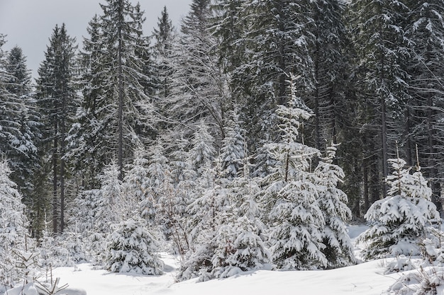 Paisaje con bosque nevado, cola de hadas de invierno