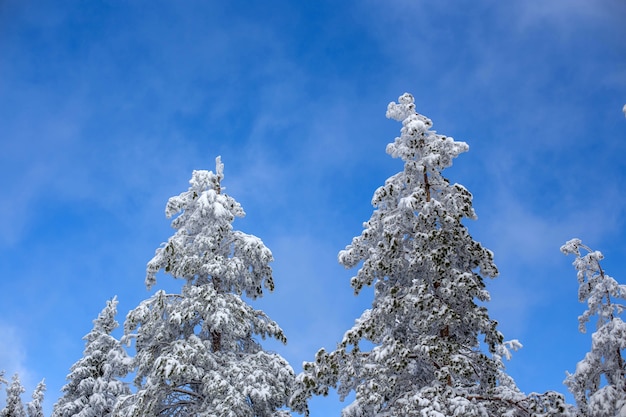 Paisaje de bosque nevado