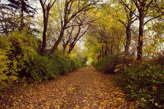 Paisaje de bosque otoñal con camino de hojas de otoño luz cálida iluminando el sendero de follaje dorado en escena naturaleza forestal otoñal Alemania