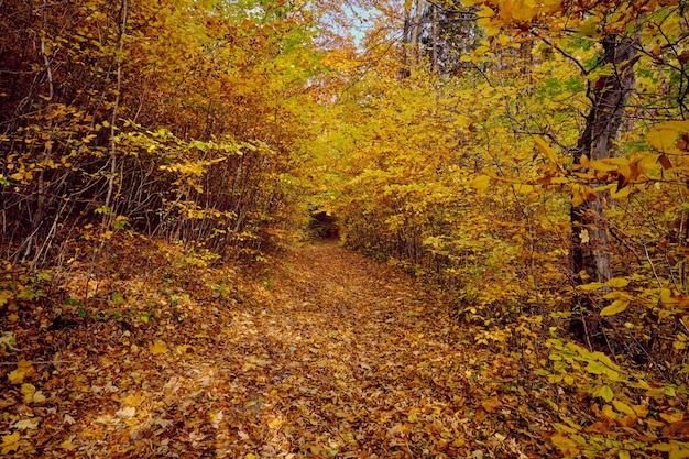 Paisaje de bosque otoñal con camino de hojas de otoño luz cálida iluminando el sendero de follaje dorado en escena naturaleza forestal otoñal Alemania