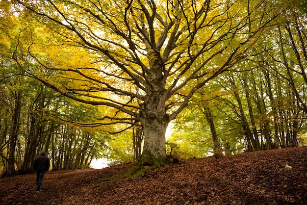 Paisaje de bosque otoñal con coloridos árboles y plantas.