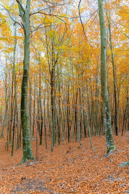 Paisaje de bosque otoñal dorado bajo los brillantes rayos del sol Paisaje rural con luz cálida