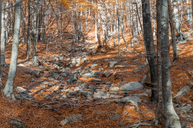 Paisaje de bosque otoñal dorado bajo los cálidos rayos del sol Paisaje rural