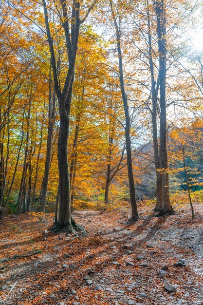 Paisaje de bosque otoñal dorado con río bajo los cálidos rayos del sol Paisaje rural