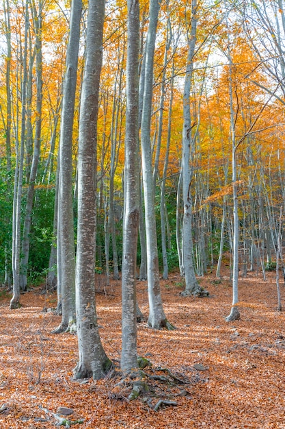 Paisaje de bosque otoñal dorado con río bajo los cálidos rayos del sol Paisaje rural