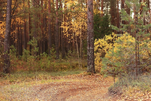 paisaje de bosque otoñal dorado, vista al bosque mixto, taiga, naturaleza en octubre