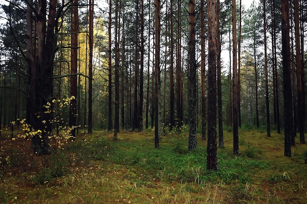 paisaje de bosque otoñal dorado, vista al bosque mixto, taiga, naturaleza en octubre