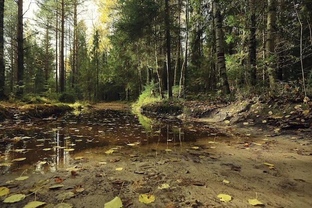 paisaje de bosque otoñal dorado, vista al bosque mixto, taiga, naturaleza en octubre