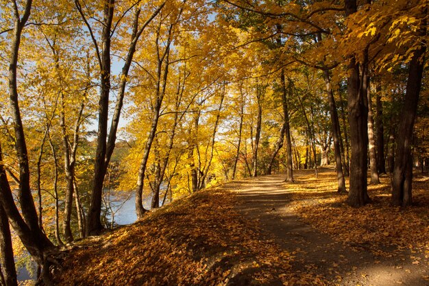 Paisaje de bosque otoñal con sendero caída hojas amarillas y naranjas follaje dorado