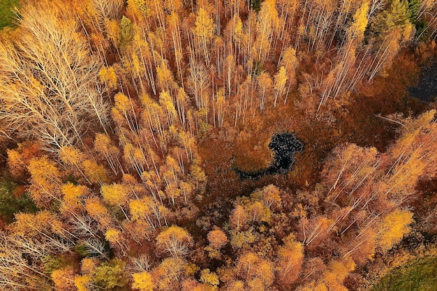 Paisaje de bosque otoñal, vista desde un dron, fotografía aérea vista desde arriba en el parque de octubre