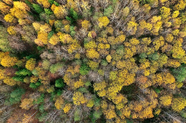 Paisaje de bosque otoñal, vista desde un dron, fotografía aérea vista desde arriba en el parque de octubre