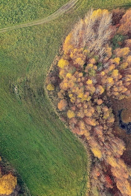 Paisaje de bosque otoñal, vista desde un dron, fotografía aérea vista desde arriba en el parque de octubre