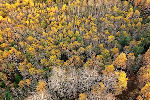 Paisaje de bosque otoñal, vista desde un dron, fotografía aérea vista desde arriba en el parque de octubre