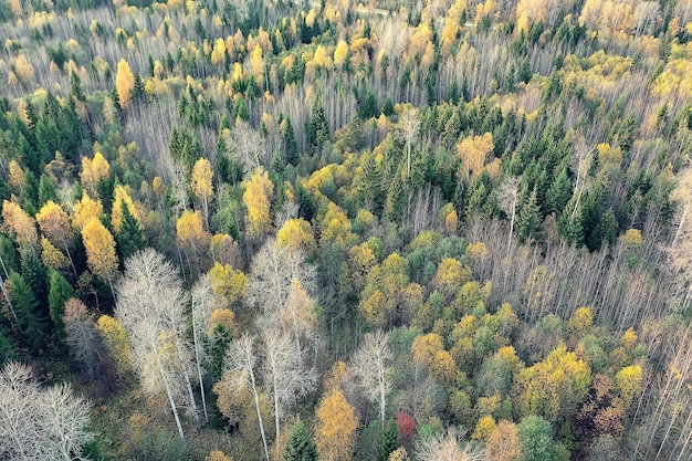 Paisaje de bosque otoñal, vista desde un dron, fotografía aérea vista desde arriba en el parque de octubre