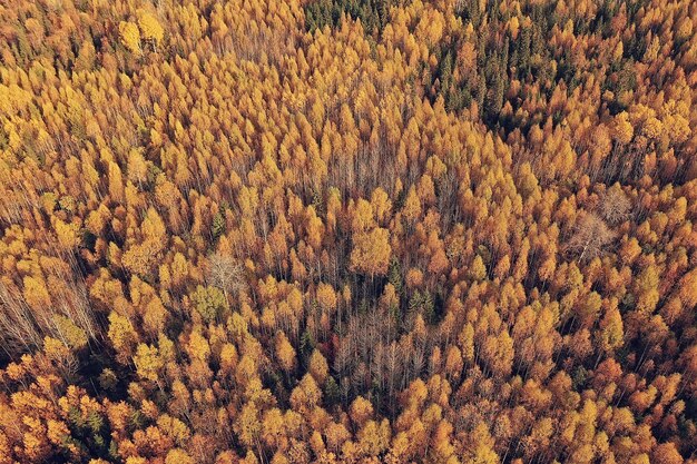 Paisaje de bosque otoñal, vista desde un dron, fotografía aérea vista desde arriba en el parque de octubre