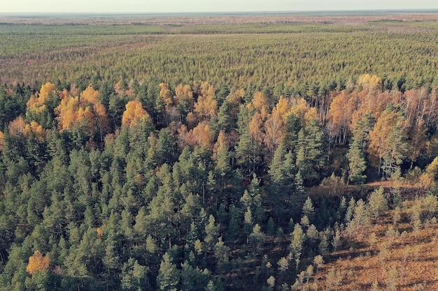 Paisaje de bosque otoñal, vista desde un dron, fotografía aérea vista desde arriba en el parque de octubre