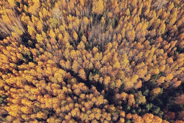 Paisaje de bosque otoñal, vista desde un dron, fotografía aérea vista desde arriba en el parque de octubre