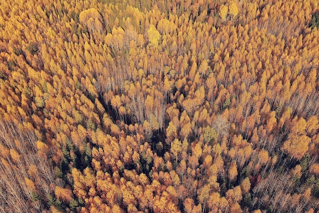 Paisaje de bosque otoñal, vista desde un dron, fotografía aérea vista desde arriba en el parque de octubre