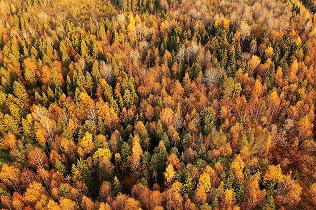 Paisaje de bosque otoñal, vista desde un dron, fotografía aérea vista desde arriba en el parque de octubre