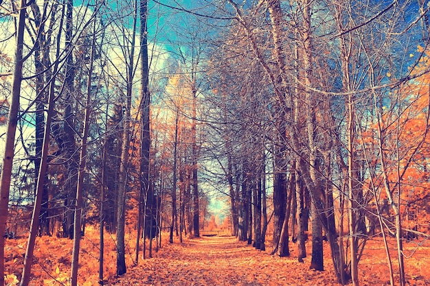 paisaje de bosque de otoño / bosque amarillo, árboles y hojas paisaje de octubre en el parque