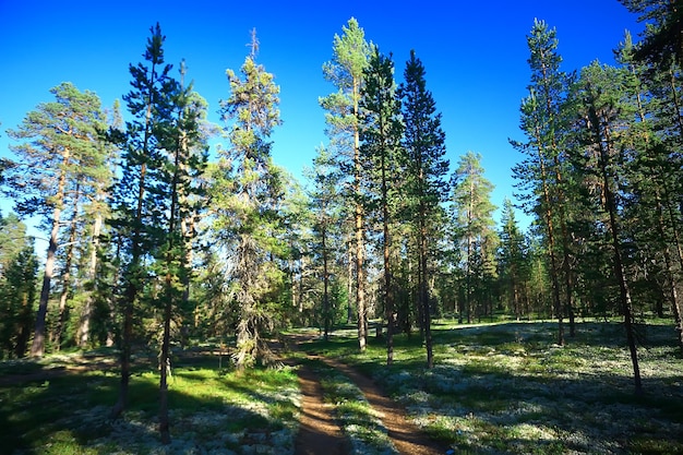 paisaje de bosque de otoño / bosque amarillo, árboles y hojas paisaje de octubre en el parque