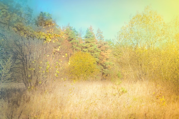 Paisaje de bosque en otoño colorido