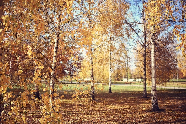 paisaje de bosque de otoño dorado, vista de bosque mixto, taiga, naturaleza en octubre