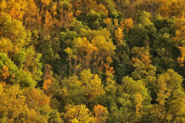 paisaje de bosque de otoño, vista de octubre de fondo abstracto en árboles amarillos, naturaleza de otoño