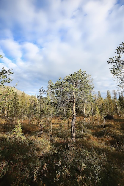 paisaje de bosque de otoño, vista de octubre de fondo abstracto en árboles amarillos, naturaleza de otoño