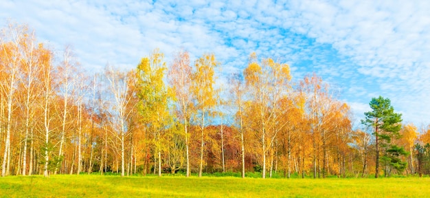 Paisaje de bosque de otoño