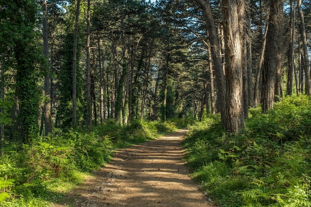 Paisaje de bosque de pinos con carretera