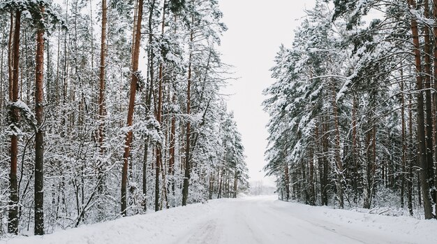 Paisaje de un bosque de pinos cubiertos de nieve en una nevada