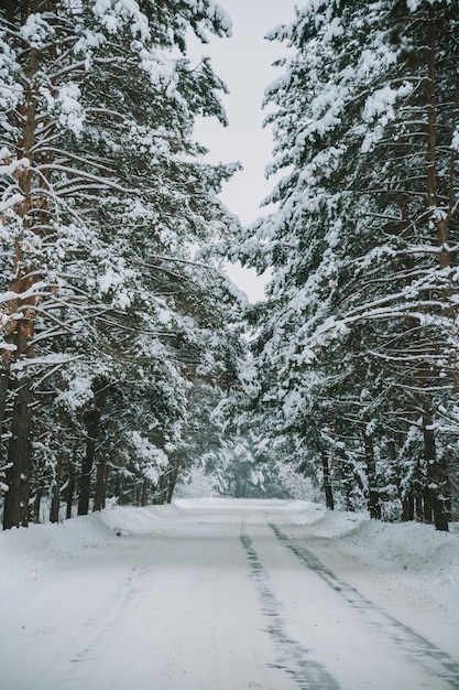 Paisaje de un bosque de pinos cubiertos de nieve en una nevada