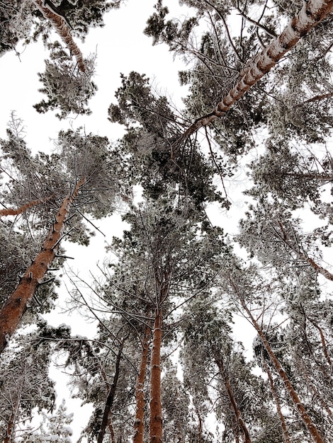 Paisaje de un bosque de pinos cubiertos de nieve en una nevada