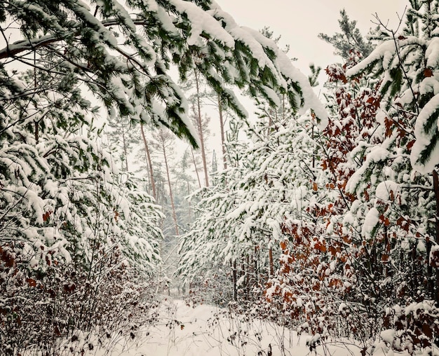 Paisaje de bosque de pinos nevados por la mañana