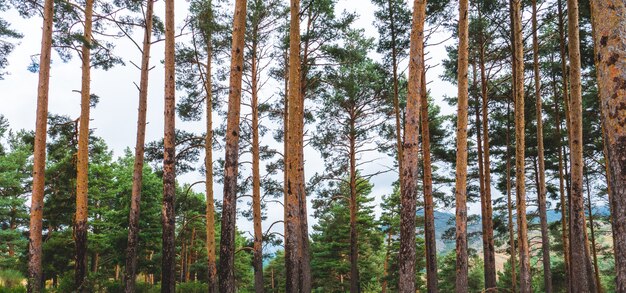 Paisaje de un bosque de pinos y otros árboles y montañas detrás en otoño