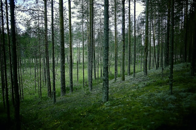 paisaje bosque de pinos / taiga, bosque virgen, paisaje naturaleza verano