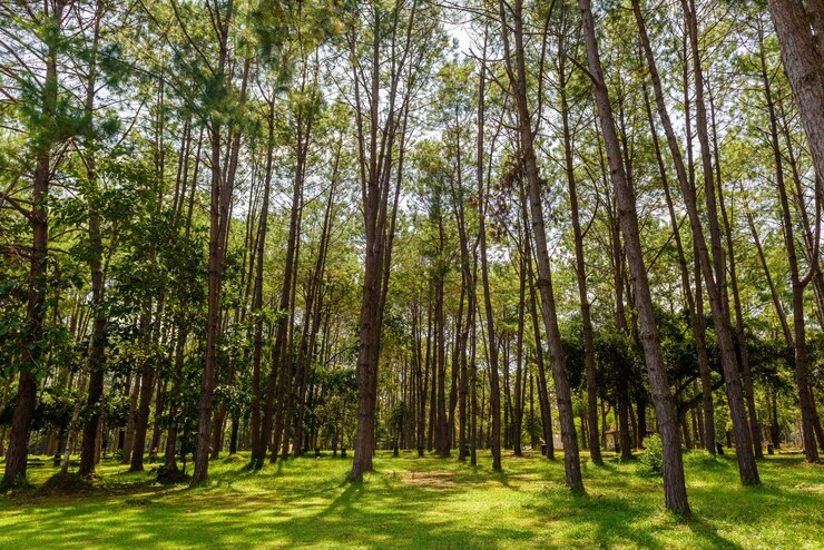 Paisaje del bosque de pinos por la tarde.
