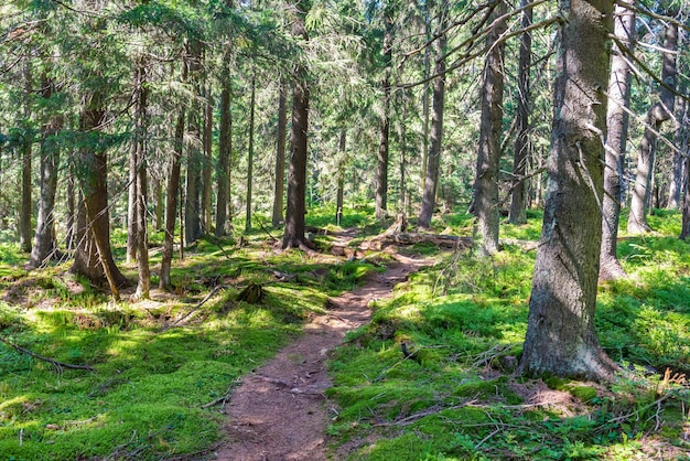 Paisaje de bosque de pinos verdes