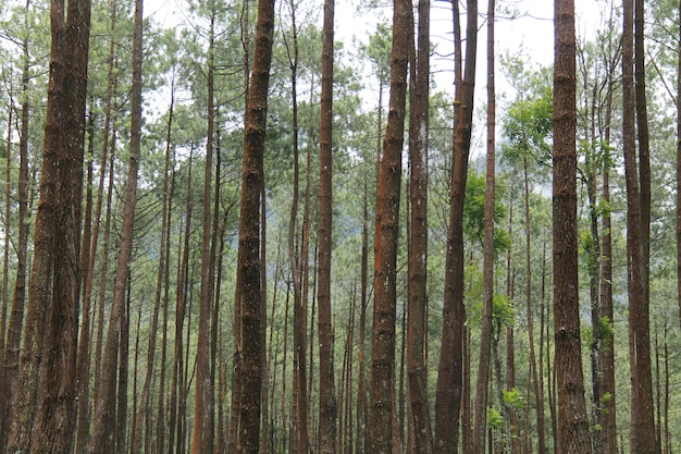 paisaje en el bosque de pinos