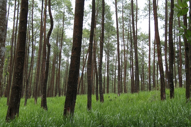 paisaje en el bosque de pinos