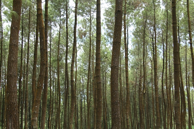 paisaje en el bosque de pinos