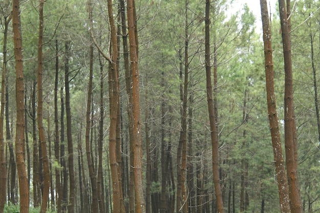 paisaje en el bosque de pinos