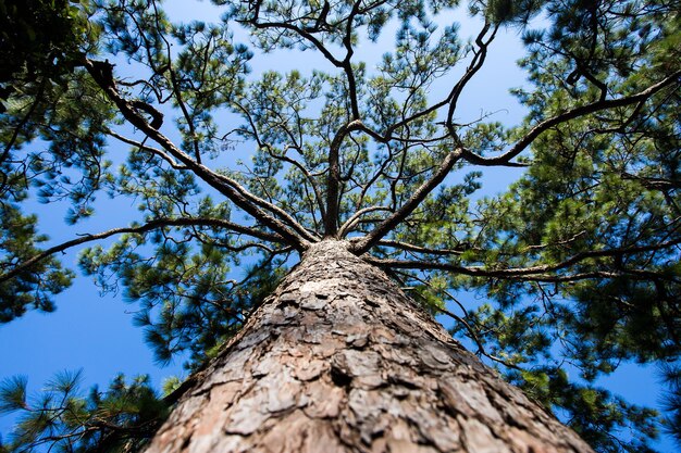 Paisaje de bosque de pinos