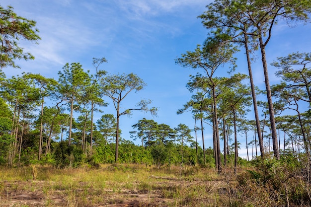 Paisaje de bosque de pinos