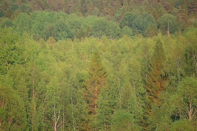 Paisaje de bosque de primavera árboles de fondo verde / estacional en el bosque, paisaje soleado de primavera fresca en la naturaleza, concepto ecológico