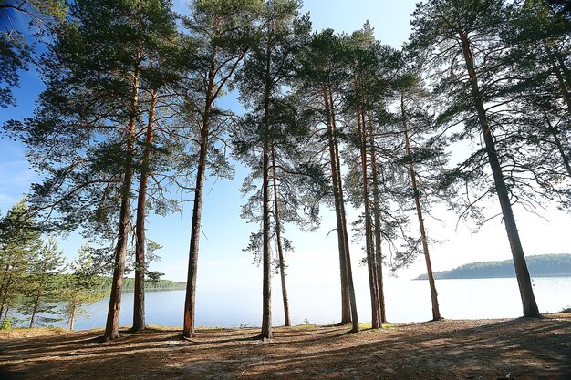 Paisaje de bosque de primavera árboles de fondo verde / estacional en el bosque, paisaje soleado de primavera fresca en la naturaleza, concepto ecológico