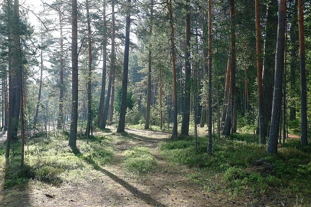 Paisaje de bosque de primavera árboles de fondo verde / estacional en el bosque, paisaje soleado de primavera fresca en la naturaleza, concepto ecológico