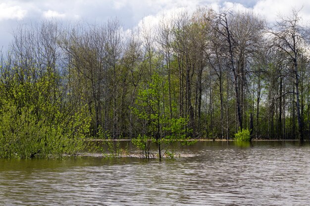 Paisaje - bosque de primavera inundado durante pleamar